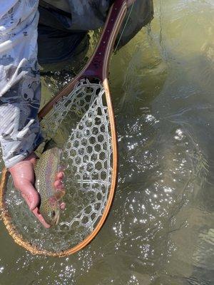 Rainbow trout