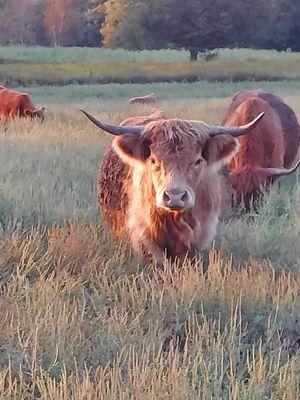 Scottish Highland Cattle