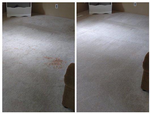 Dependable Carpet Cleaning