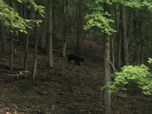 Little bear coming down to check out the trash cans