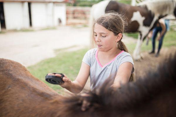 Learn to care for the horses