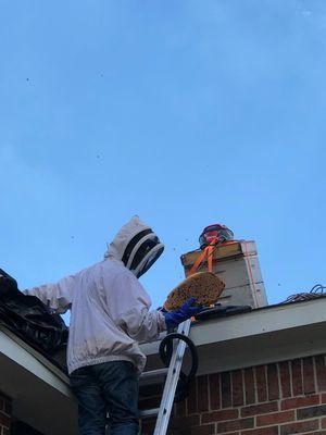 Nice comb with brood from a second story removal.  Since this comb is new and in good shape we will use this for our bees in their new home.