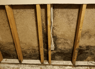 When we treat your property, we want to help prevent future mold growth.