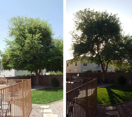 We trim and remove trees if needed. Good timing before Monsoon Season hits!