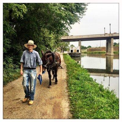 Moe the mule pulling the LaSalle Canal Boat