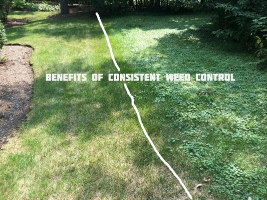 Benefits of consistent fertilization and weed control program; keeping the Creeping Charlie out of our customer's yard.