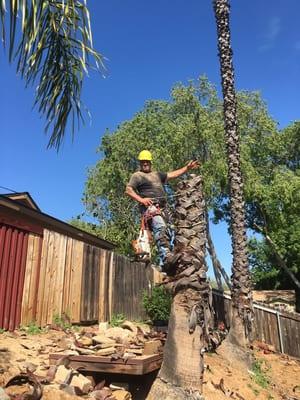 Rick's Palm Tree Service