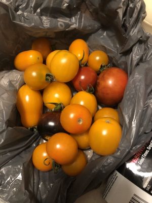 Why variety of tomatoes from cherry to beefsteaks.