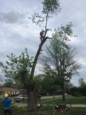 Tree services