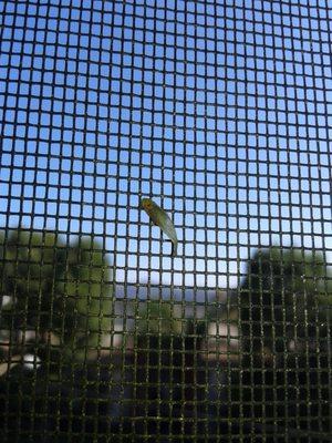 Kitchen window dead termite