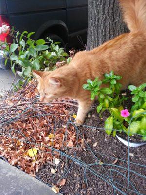 Zak, the shop cat, making sure the flower beds are in tip top shape!