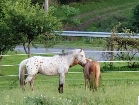 Our two lesson ponies that are in love.