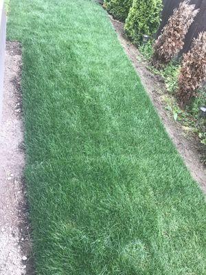 Second side of my lawn replacement.