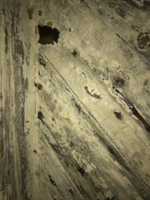 Mold can rot wood in a crawl space and the floor joist