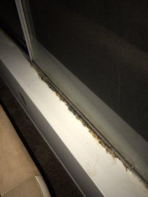 Mold in living room