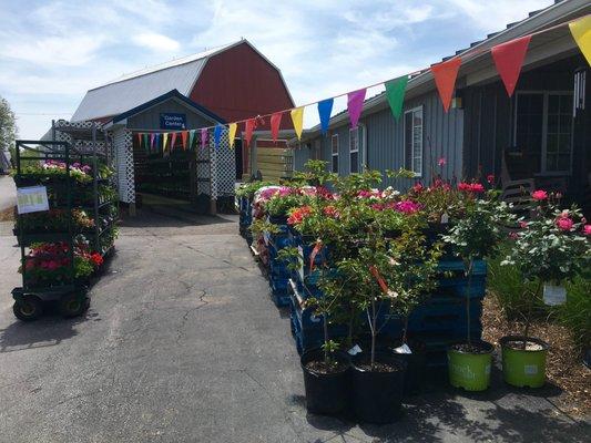 Beautiful flowers and plants