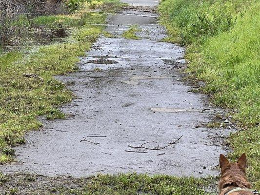 Walking trail by duck pond (closed in this day due to too much rain)