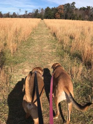 Manassas battlefield walk