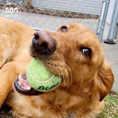 Post-walk games of fetch are our specialty!