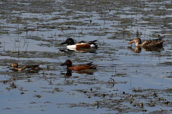 Baskett Slough National Wildlife Refuge