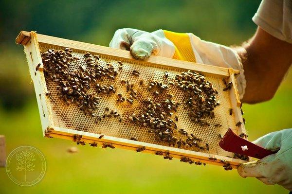 Bemis Honey Bee Farm