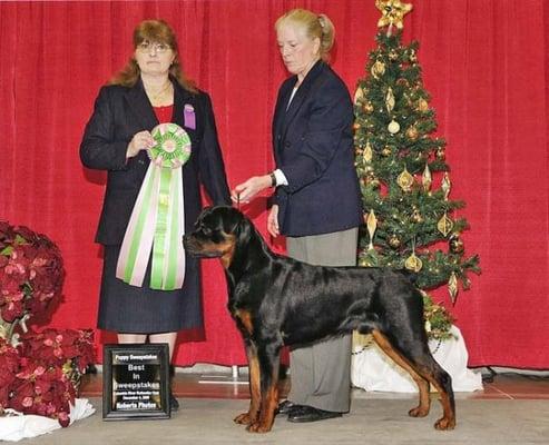 Karen Judging Rottweiler Sweepstakes