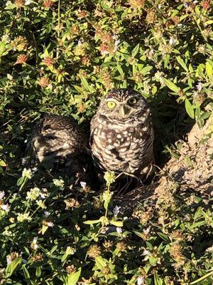 Burrowing owls