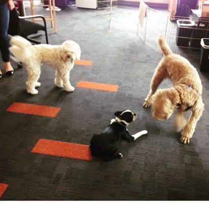 Bring your dog to work leads to afternoon puppy playtime