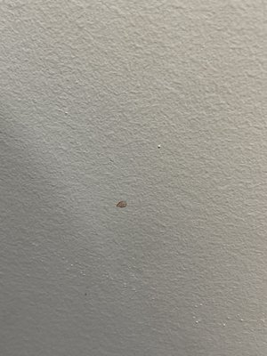 Dried blood on the wall in the exam room