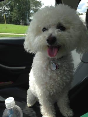 Bichon haircut by Eric!