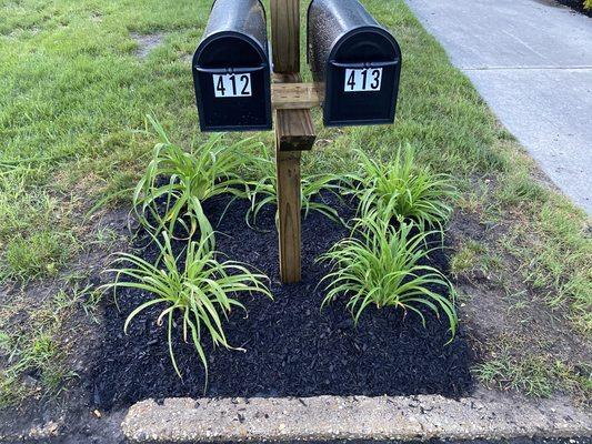 Lillies are planted and mulch is down