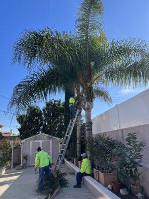 Cutting Palms Tree & worker Labor