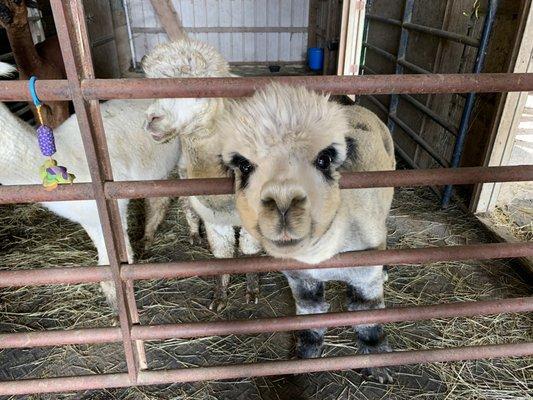 The male alpacas