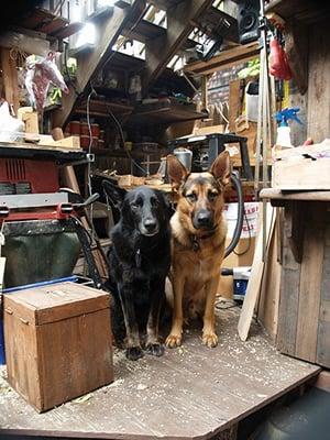 The Shop Dogs