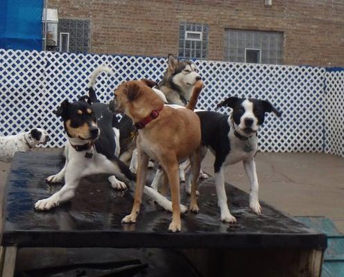 Ned (on right) and pals having a blast