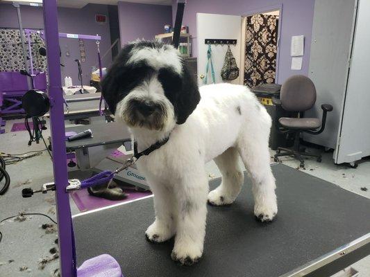 Australian Labradoodle  groomed by Gabriele