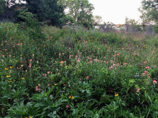 Wildflowers along the hiking trail