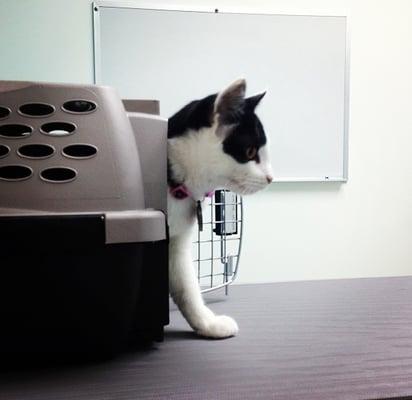 Zara getting ready to see the Vet.