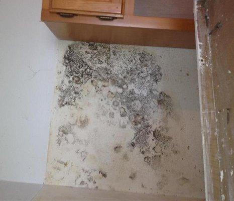 Mold damage at this Taylorsville home was discovered at the edges of the tile on the kitchen wall...