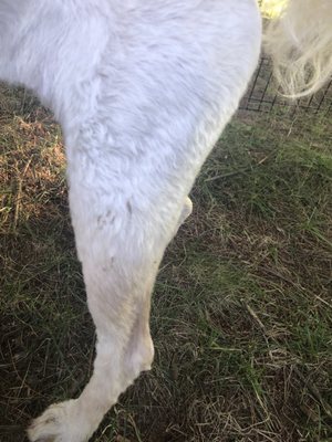 Some of the multiple abrasions on her skin post "groom"