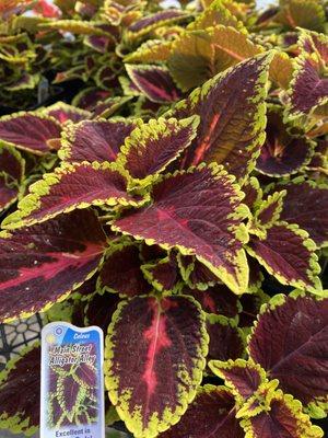 Coleus