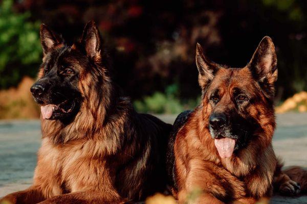 Evansville Obedience Club