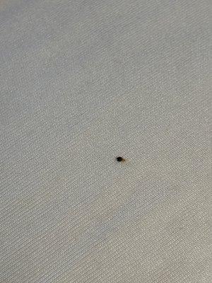 Bedroom, bedbugs