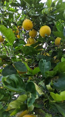 Oranges in various stages of ripening