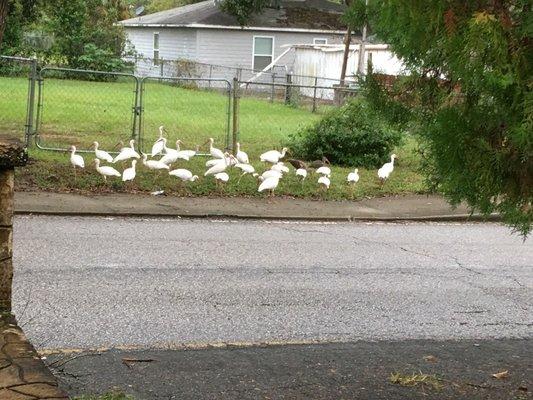 More long-necked birds