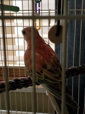 Rosey Bourke Parakeet