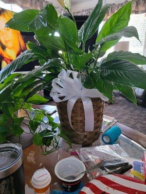 Beautiful Peace Lily