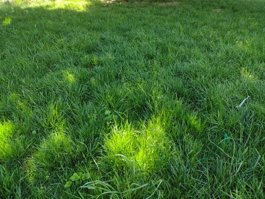 Grass I planted for a customer.