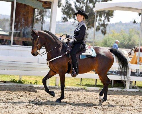 Showing a western horse at the Diamond Jubilee Horse Show in Del Mar