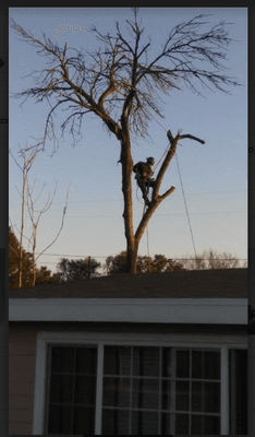 Arborist is doing what is right to not damage home owner roof. Dead Trees are hazardous for your home and public